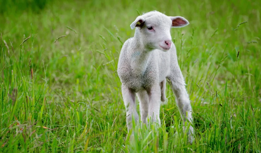 bakri