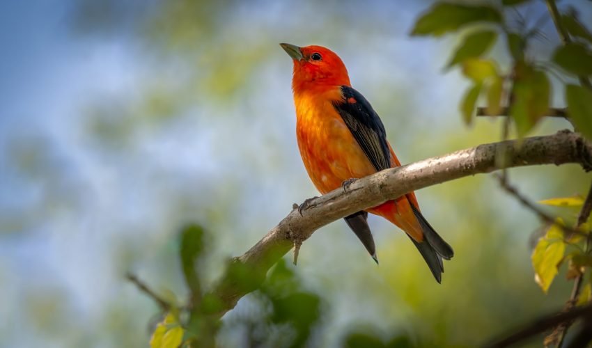 Scarlet Tanager (Piranga olivacea) shot off the Boardwalk during Spring migration at Magee Marsh Wildlife Area in Oak Harbor, Oh
